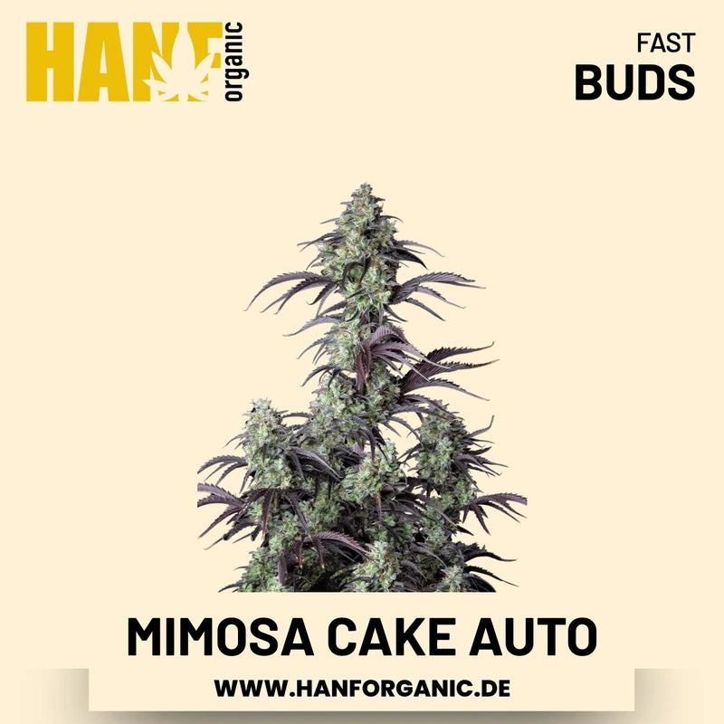 Mimosa Cake Autoflower Hanfsamen von Fast Buds – 3 Samen