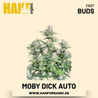 Moby Dick Autoflower Hanfsamen von Fast Buds – 3 Samen