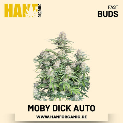 Moby Dick Autoflower Hanfsamen von Fast Buds – 3 Samen