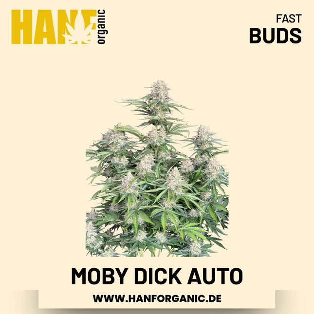 Moby Dick Autoflower Hanfsamen von Fast Buds – 3 Samen