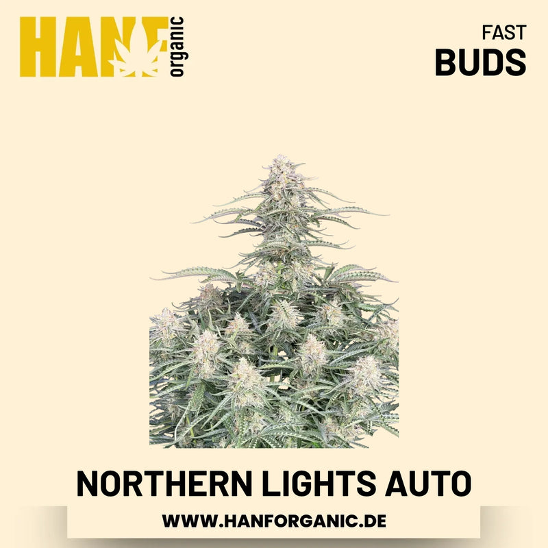 Northern Lights Autoflower Hanfsamen von Fast Buds – 3 Samen