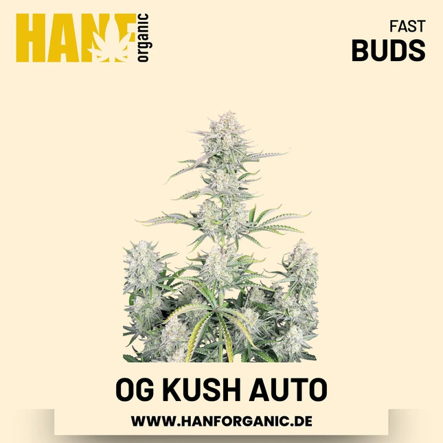 OG Kush Autoflower Hanfsamen von Fast Buds – 3 Samen