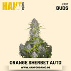 Orange Sherbet Autoflower Hanfsamen von Fast Buds – 3 Samen