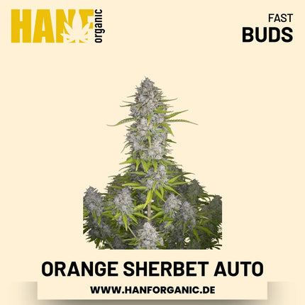 Orange Sherbet Autoflower Hanfsamen von Fast Buds – 3 Samen