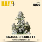Orange Sherbet Fast Flowering Hanfsamen von Fast Buds – 5 Samen