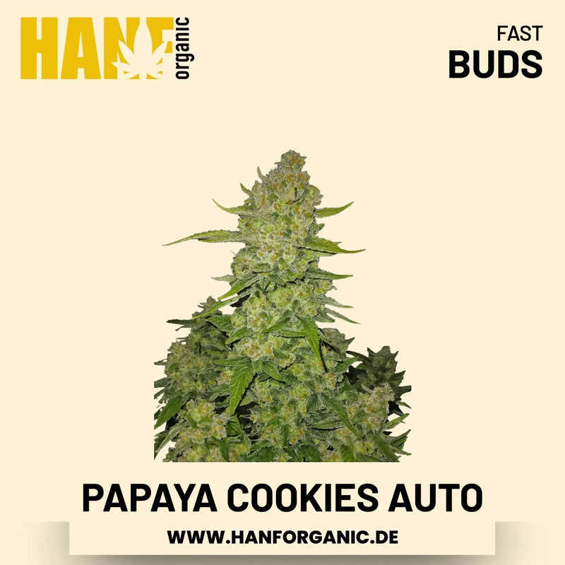 Papaya Cookies Autoflower Hanfsamen von Fast Buds – 3 Samen