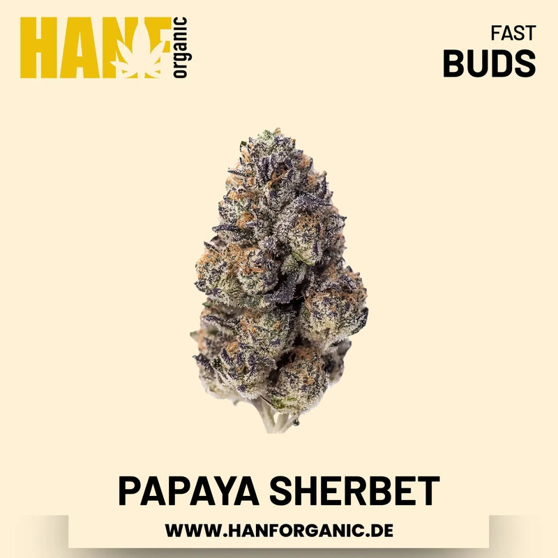 Papaya Sherbet feminisiert Hanfsamen von Fast Buds – 3 Samen