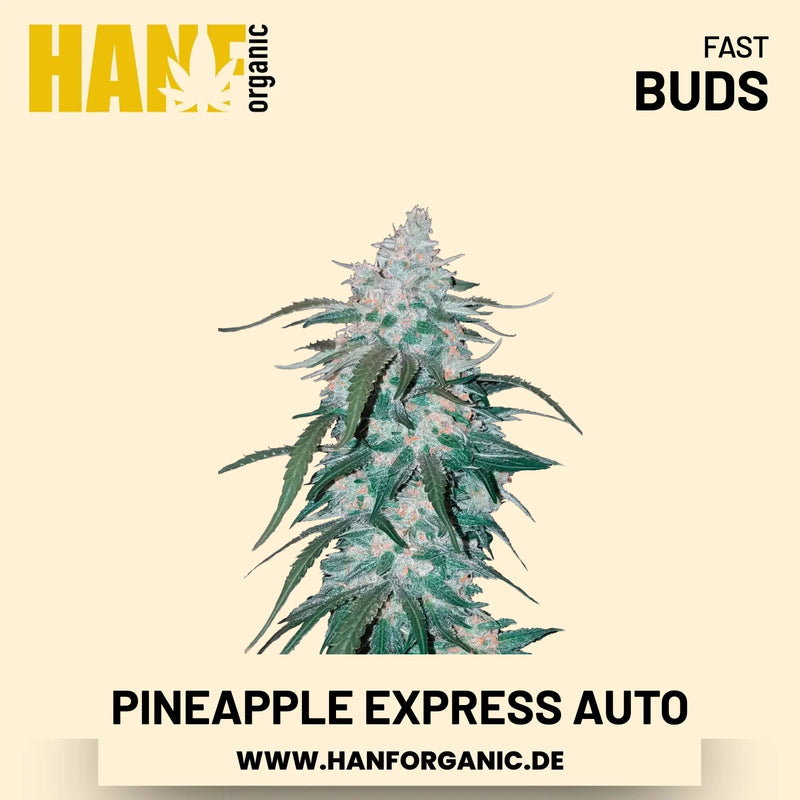 Pineapple Express Autoflower Hanfsamen von Fast Buds – 3 Samen