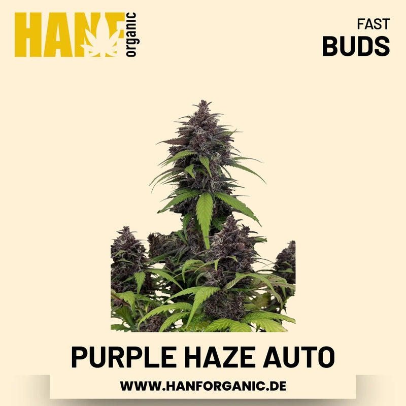 Purple Haze Autoflower Hanfsamen von Fast Buds – 3 Samen