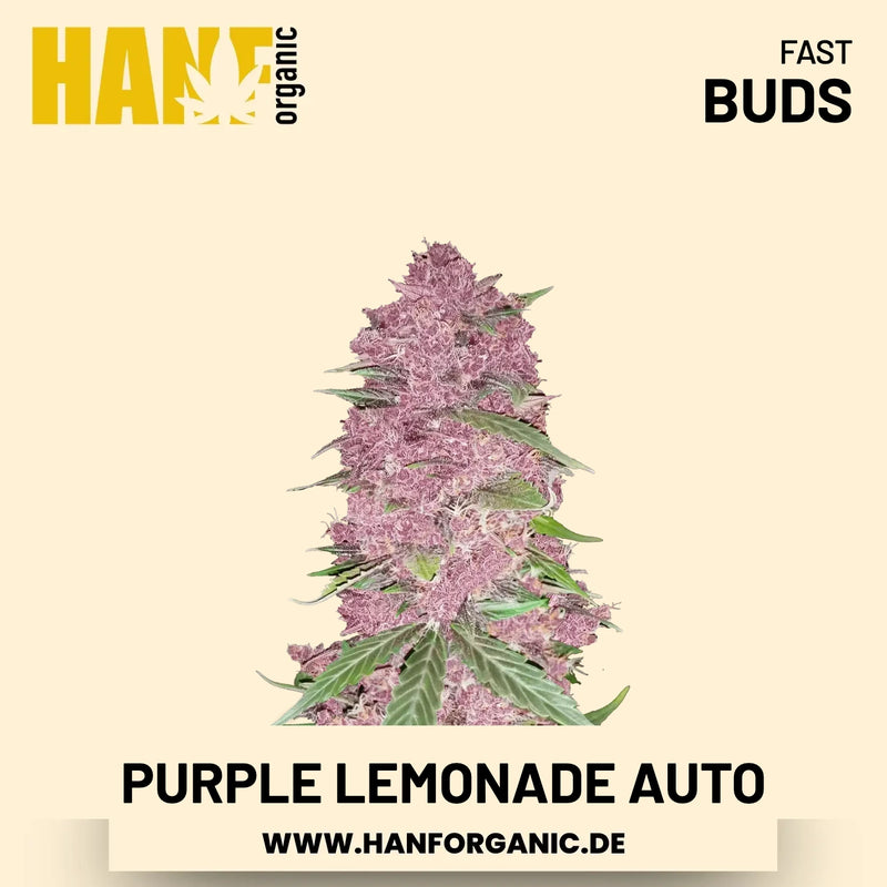 Purple Lemonade Autoflower Hanfsamen von Fast Buds – 3 Samen