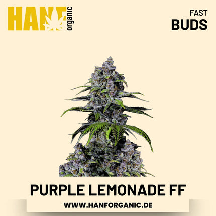 Purple Lemonade Fast Flowering Hanfsamen von Fast Buds – 3 Samen