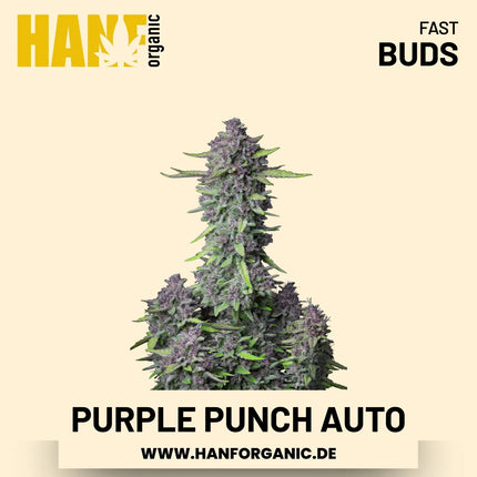 Purple Punch Autoflower Hanfsamen von Fast Buds – 3 Samen