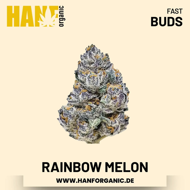 Rainbow Melon feminisiert Hanfsamen von Fast Buds – 3 Samen
