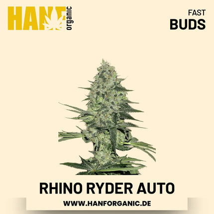 Rhino Ryder Autoflower Hanfsamen von Fast Buds – 3 Samen