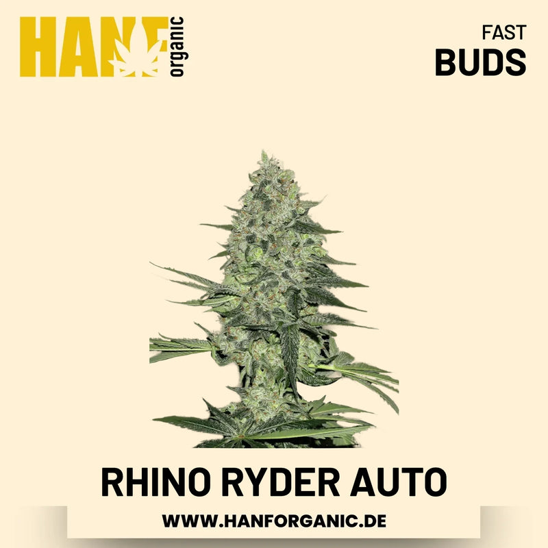 Rhino Ryder Autoflower Hanfsamen von Fast Buds – 3 Samen