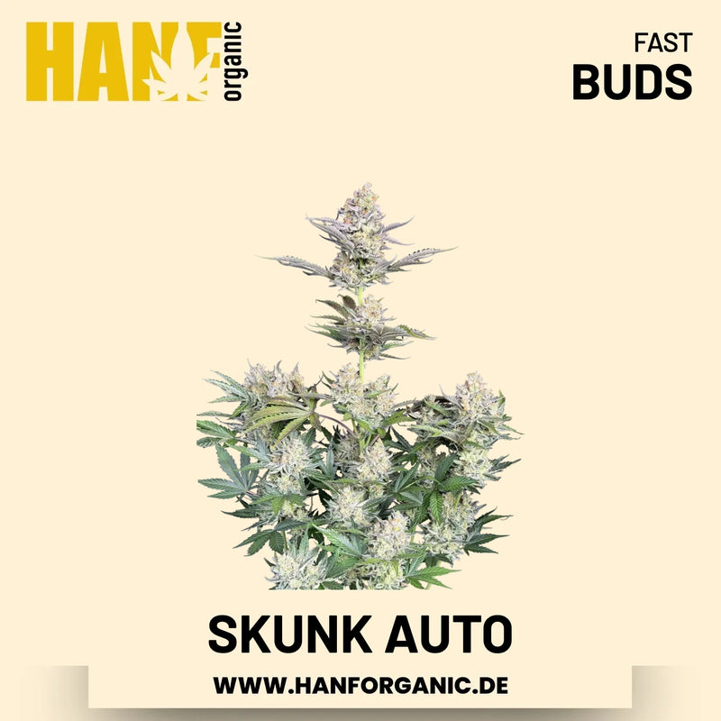 Skunk Autoflower Hanfsamen von Fast Buds – 3 Samen