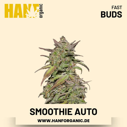 Smoothie Autoflower Hanfsamen von Fast Buds – 3 Samen