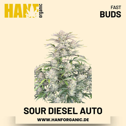 Sour Diesel Autoflower Hanfsamen von Fast Buds – 3 Samen