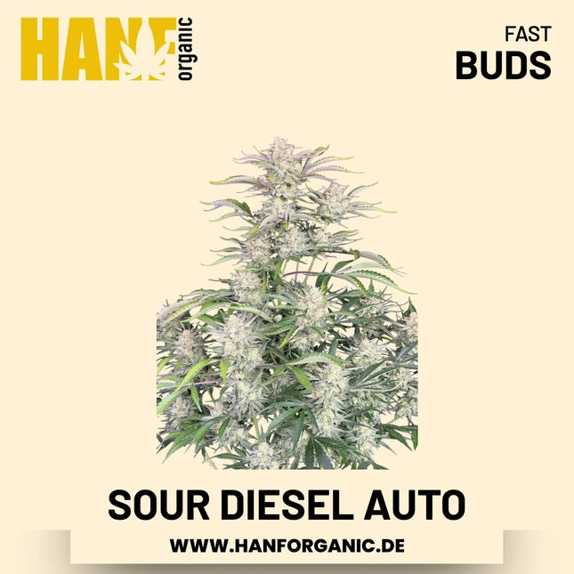 Sour Diesel Autoflower Hanfsamen von Fast Buds – 3 Samen