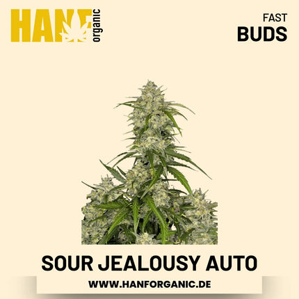 Sour Jealousy Autoflower Hanfsamen von Fast Buds – 2 Samen