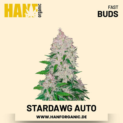 Stardawg Autoflower Hanfsamen von Fast Buds – 3 Samen