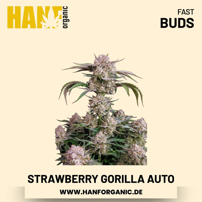 Strawberry Gorilla Autoflower Hanfsamen von Fast Buds – 3 Samen