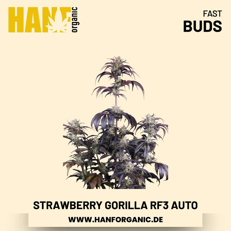 Strawberry Gorilla RF3 Autoflower Hanfsamen von Fast Buds – 3 Samen