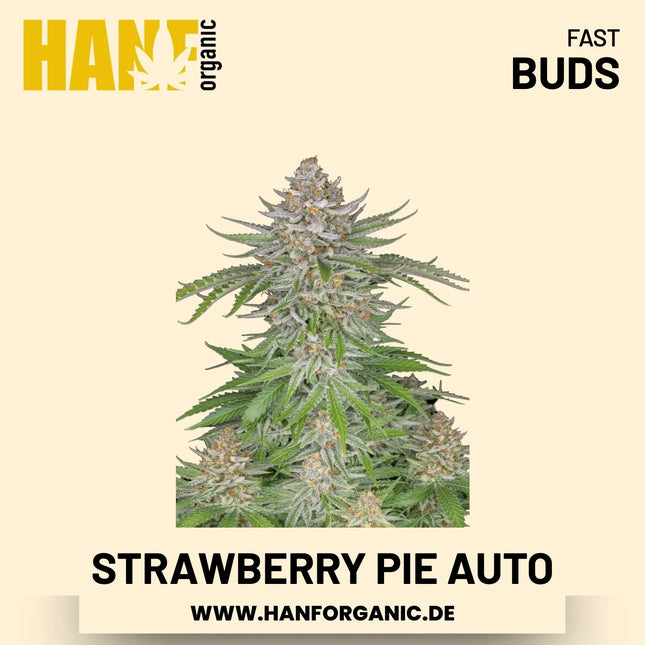 Strawberry Pie Autoflower Hanfsamen von Fast Buds – 3 Samen