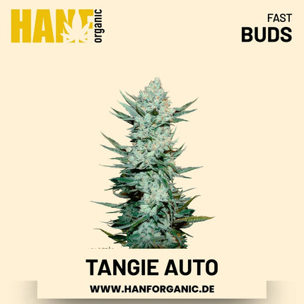 Tangie Autoflower Hanfsamen von Fast Buds – 3 Samen