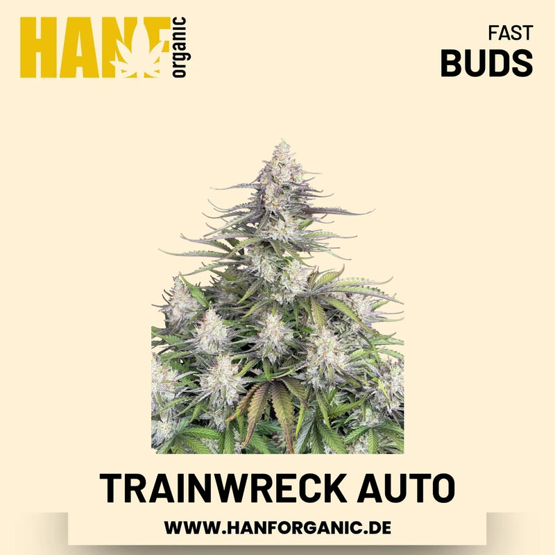 Trainwreck Autoflower Hanfsamen von Fast Buds – 3 Samen