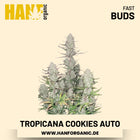 Tropicana Cookies Autoflower Hanfsamen von Fast Buds – 3 Samen