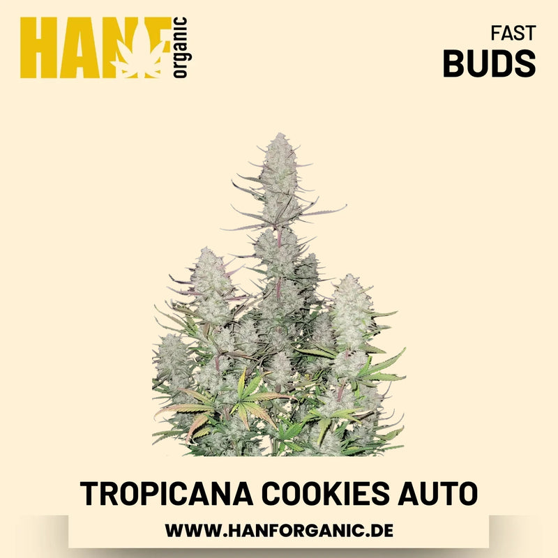 Tropicana Cookies Autoflower Hanfsamen von Fast Buds – 3 Samen