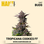 Tropicana Cookies Fast Flowering Hanfsamen von Fast Buds – 3 Samen