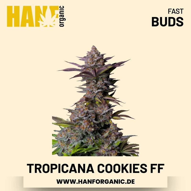Tropicana Cookies Fast Flowering Hanfsamen von Fast Buds – 3 Samen