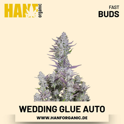 Wedding Glue Autoflower Hanfsamen von Fast Buds – 3 Samen