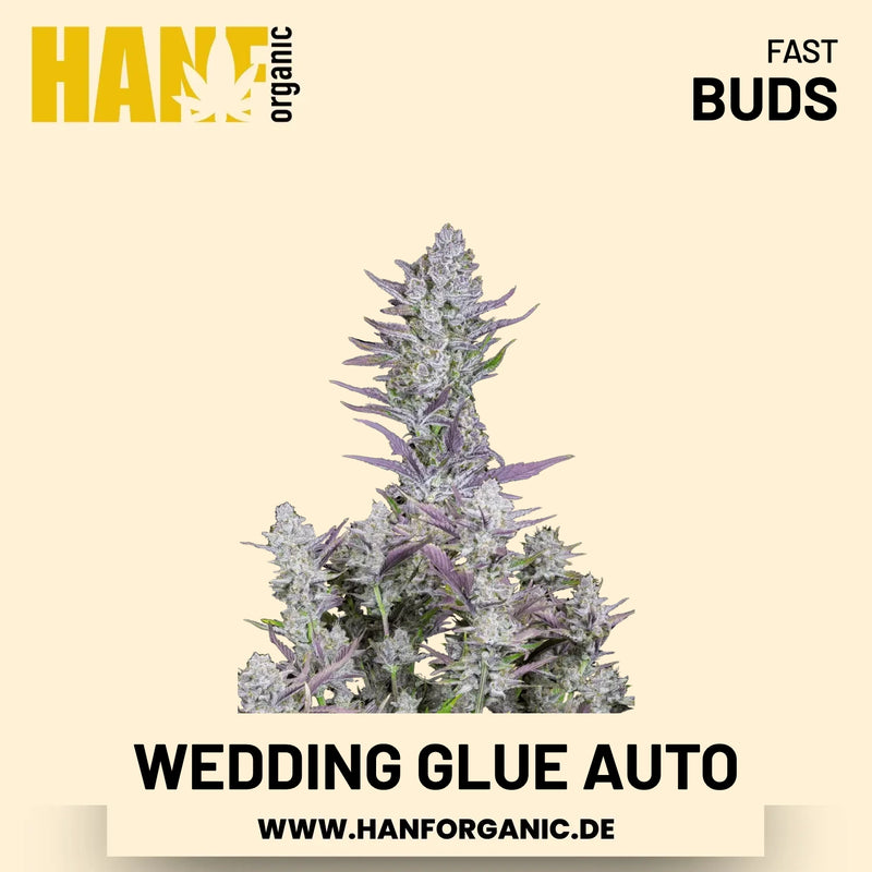 Wedding Glue Autoflower Hanfsamen von Fast Buds – 3 Samen