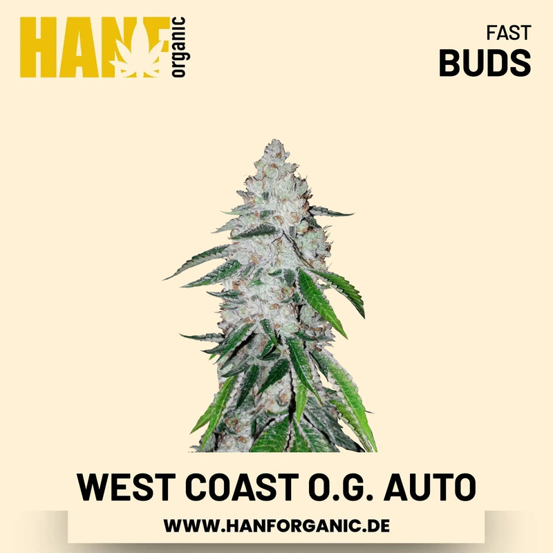 West Coast O.G. Autoflower Hanfsamen von Fast Buds – 3 Samen
