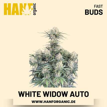 White Widow Autoflower Hanfsamen von Fast Buds – 3 Samen