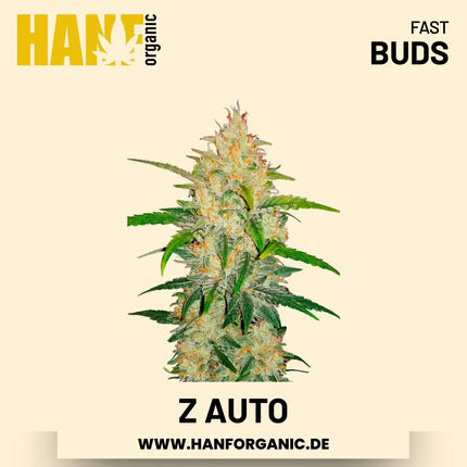 Z Autoflower Hanfsamen von Fast Buds – 3 Samen