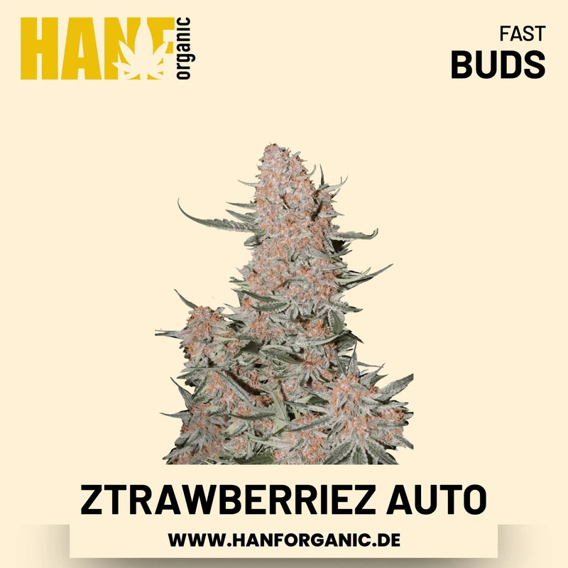Ztrawberriez Autoflower Hanfsamen von Fast Buds – 3 Samen