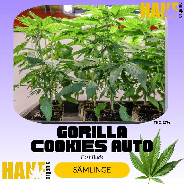 Gorilla Cookies Auto - Sämlinge