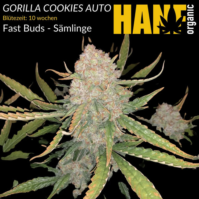 Gorilla Cookies Auto - Sämlinge