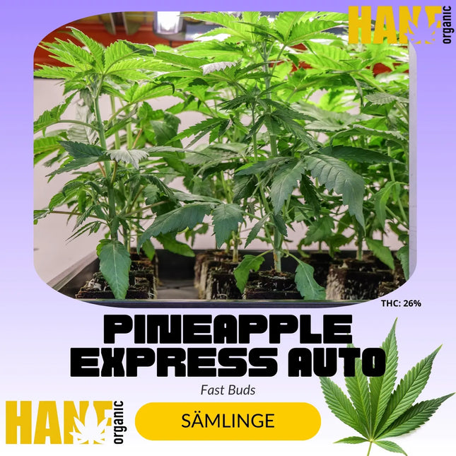 Pineapple Express Auto - Sämlinge
