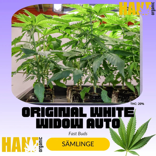 Original White Widow Auto - Sämlinge