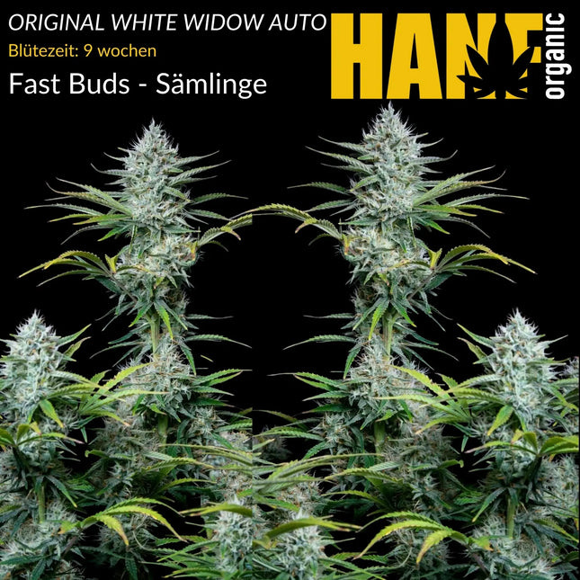 Original White Widow Auto - Sämlinge