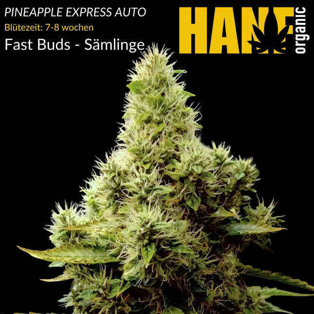 Pineapple Express Auto - Sämlinge