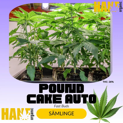 Pound Cake Auto – Sämlinge von Hanf Organic
