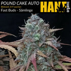 Pound Cake Auto – Sämlinge von Hanf Organic