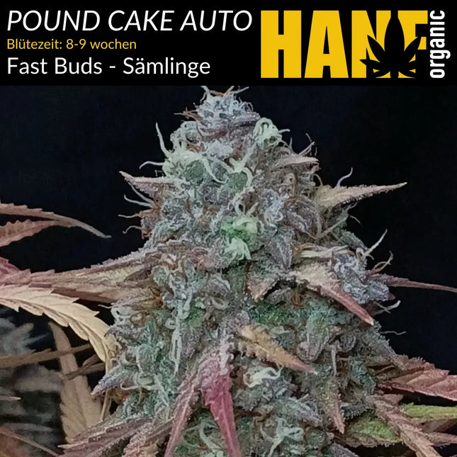 Pound Cake Auto – Sämlinge von Hanf Organic