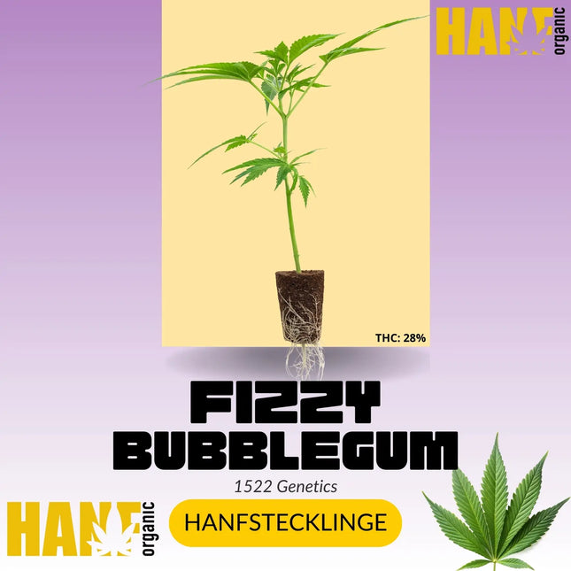 Fizzy Bubblegum Hanfsteckling